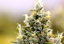 Cultivo legal no significa cultivo libre