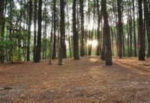 Por qué se celebra el Día del Medio Ambiente