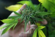 Proyecto de cannabis medicinal en Salta