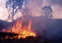 El fuego ya arrasó con 5 mil hectáreas del Parque Calilegua