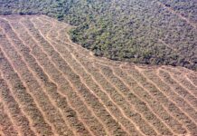 Desmontes ilegales: Ya rige el aumento en las multas