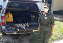 Rescataron en Salta un ejemplar de ocelote