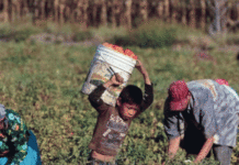 En Salta los niños si trabajan