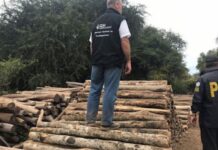 Tala ilegal en Salta: Casanello procesó a ex funcionarios y empresarios