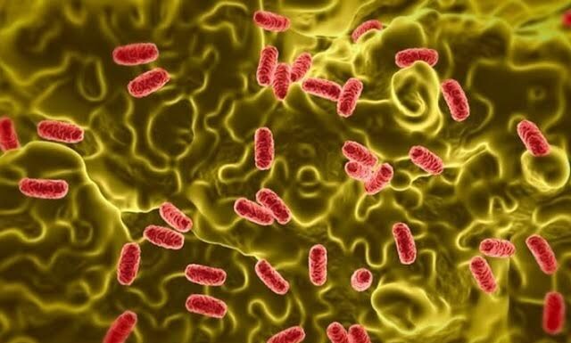 Hay 20 casos de salmonela confirmados en la provincia