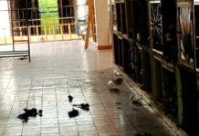 Denuncian abandono en el Cementerio de la Santa Cruz