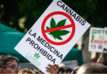 El cannabis medicinal es ley en Argentina