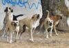 Contra el maltrato animal proponen la «Ley Lola»