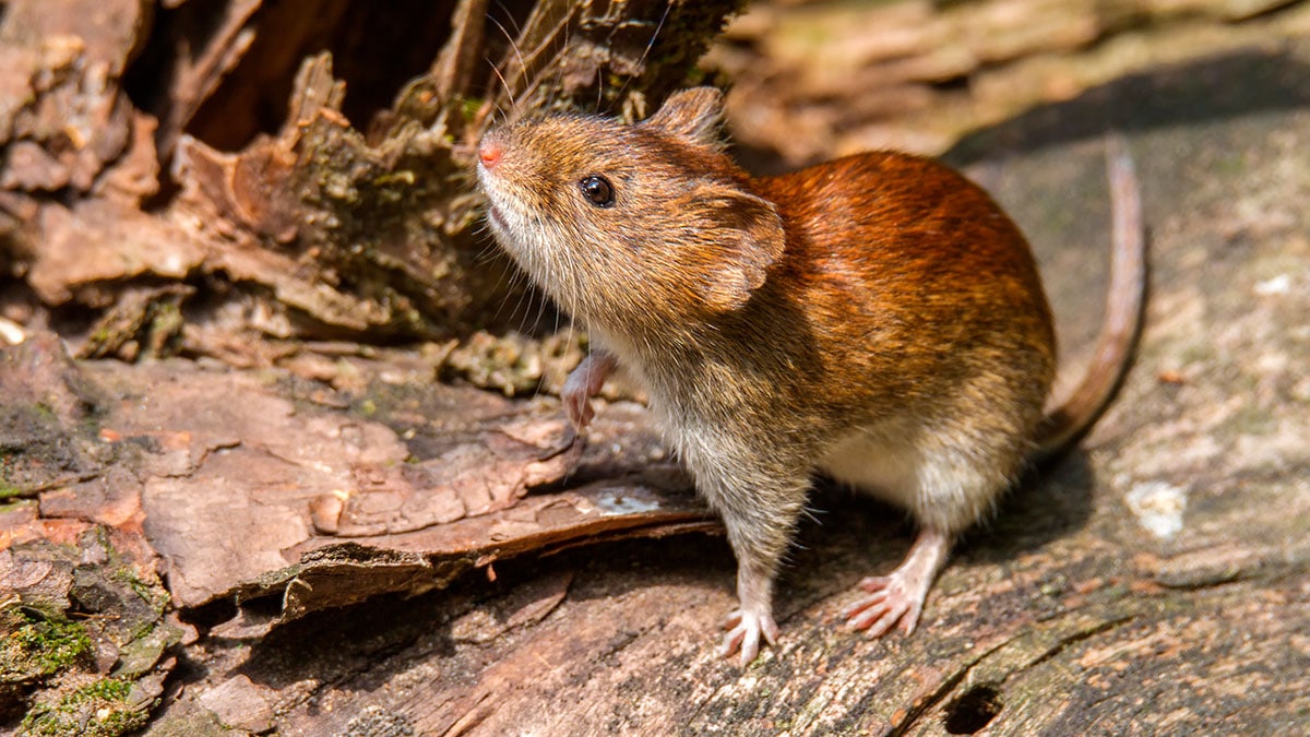 Hay casos de hantavirus en Salta - Cuarto Poder