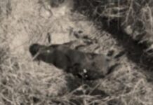 Rosario de la Frontera: Hallaron varios perros sin vida