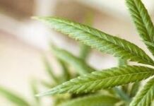 Preventiva para joven con dos plantas de marihuana