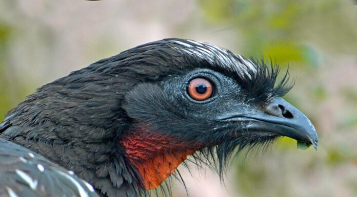 Fotografías de aves de Elio Daniel Rodríguez se exponen en Polonia