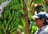 Intentan frenar el conflicto bananero