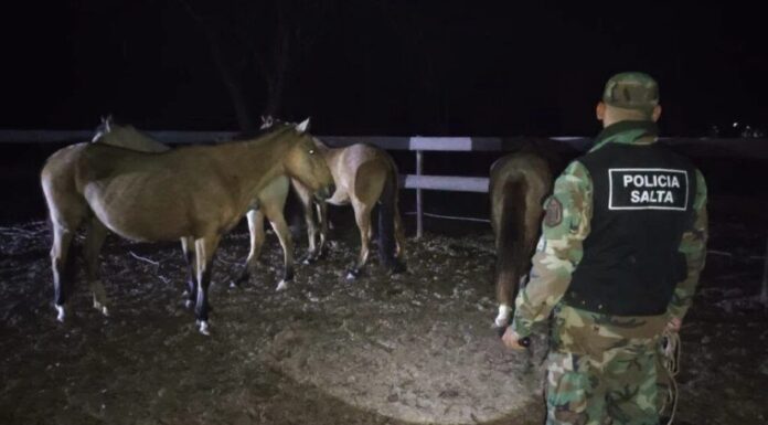 Recuperaron 13 animales robados durante un operativo en El Galpón