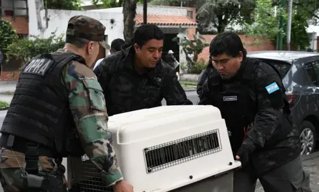 Rescataron un aguilucho taguató cerca del IPV