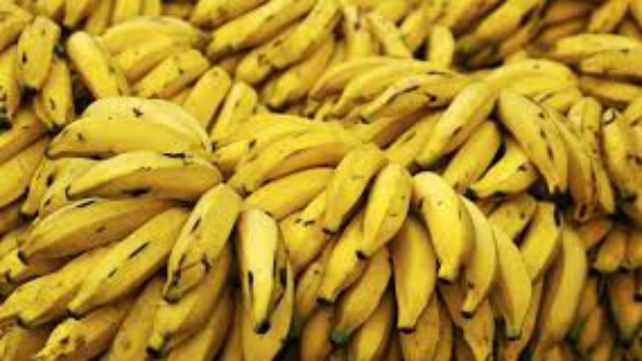 Diputados aprobaron proyecto para proteger la produccion de banana
