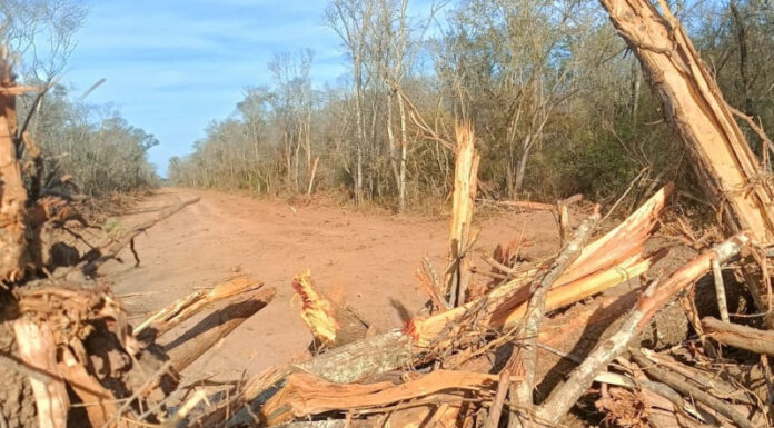 Tres empresas concentran más de 300.000 hectáreas del Chaco salteño